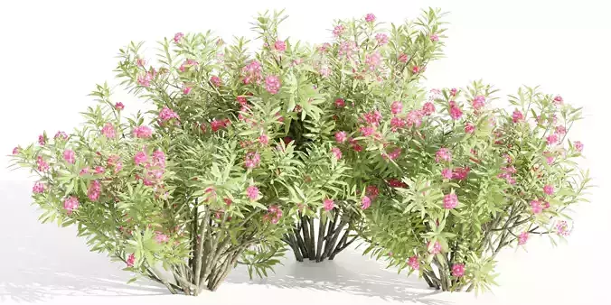 Nerium oleander collection vol 112-Blender 3D model