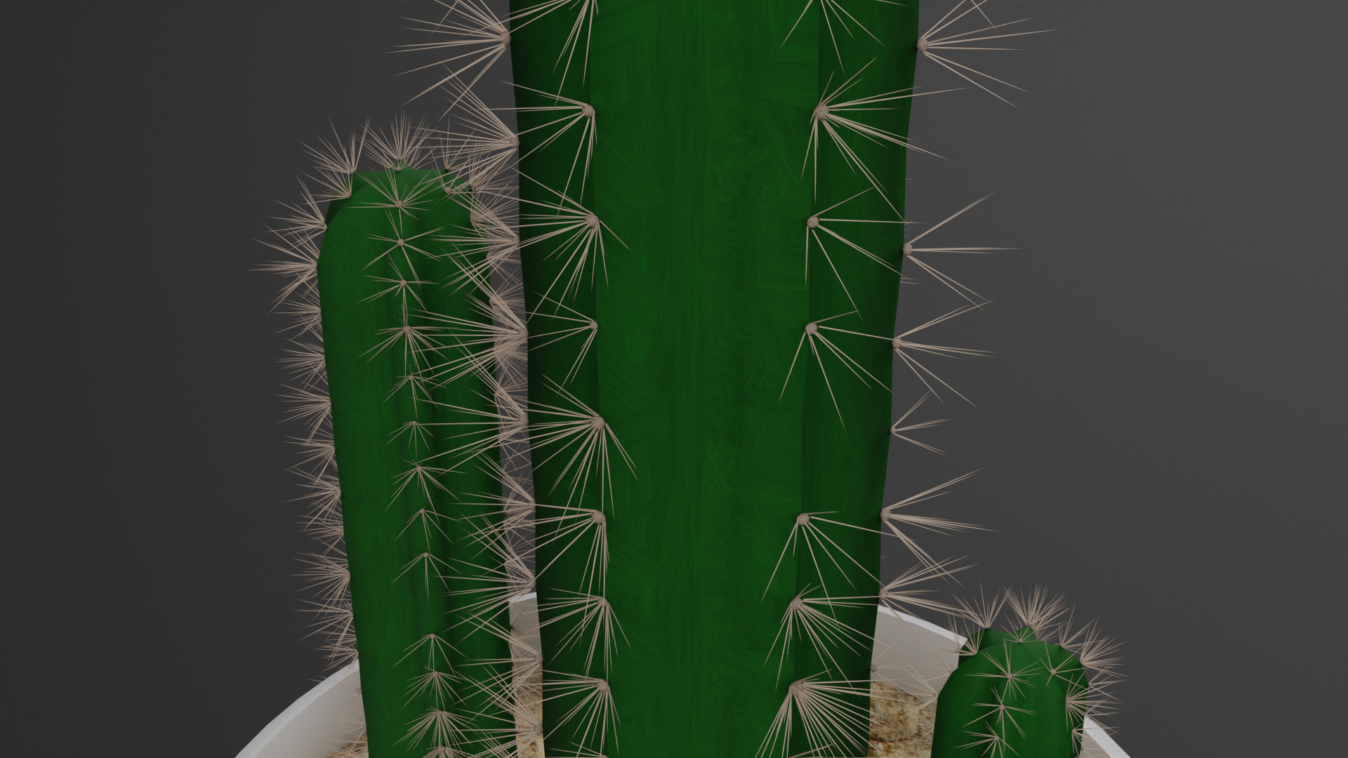 Cactus Pilosocereus Pachycladus 3D model_12