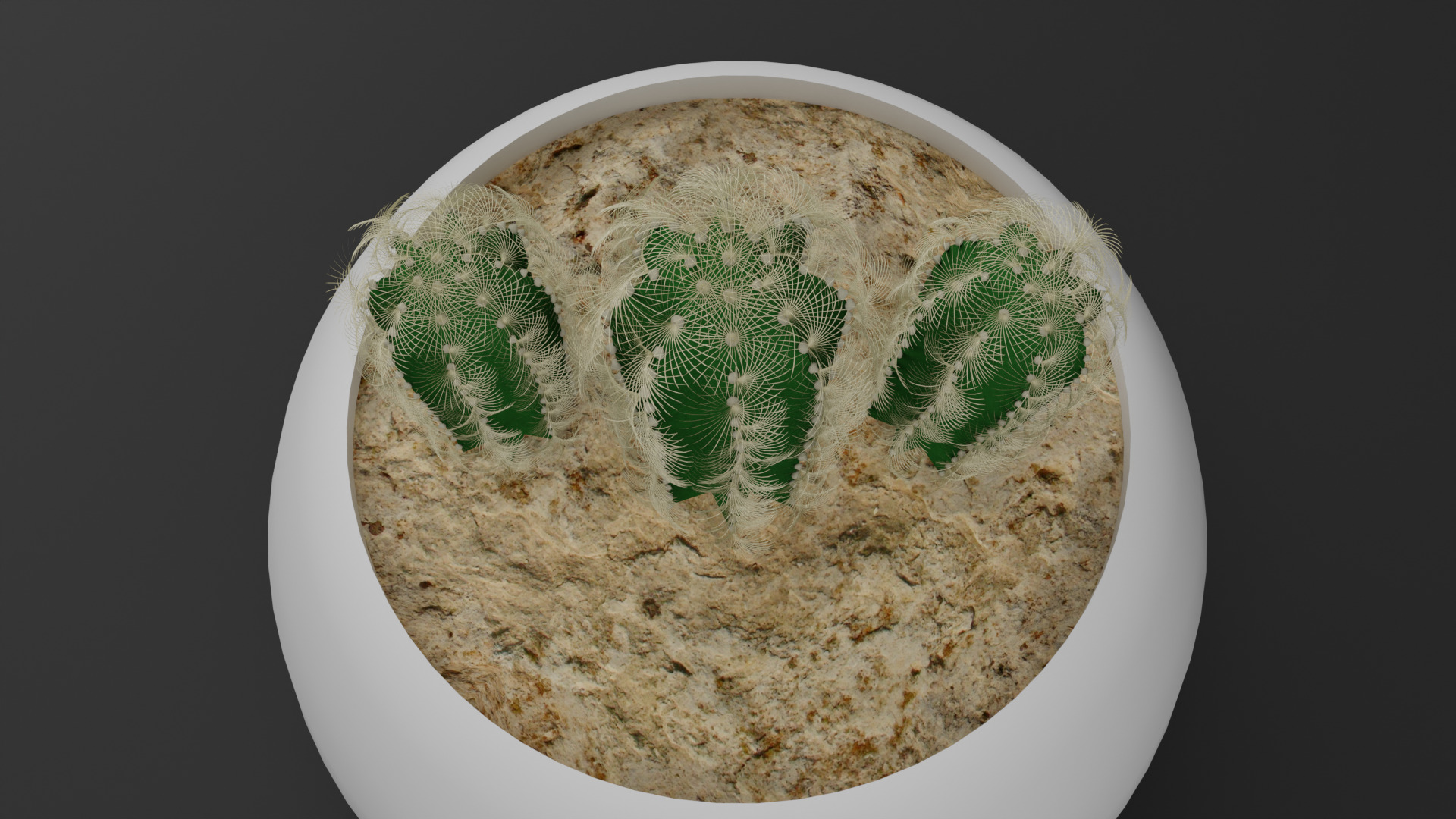 Cactus Mammillaria Elongata 3D model_10