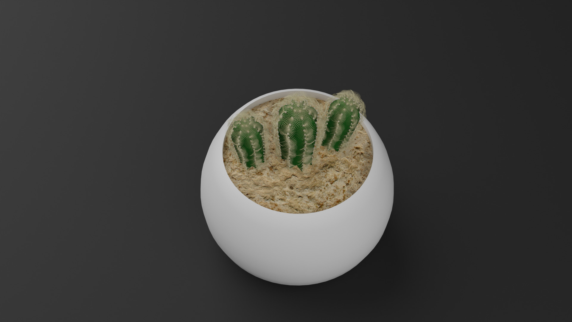 Cactus Mammillaria Elongata 3D model_7