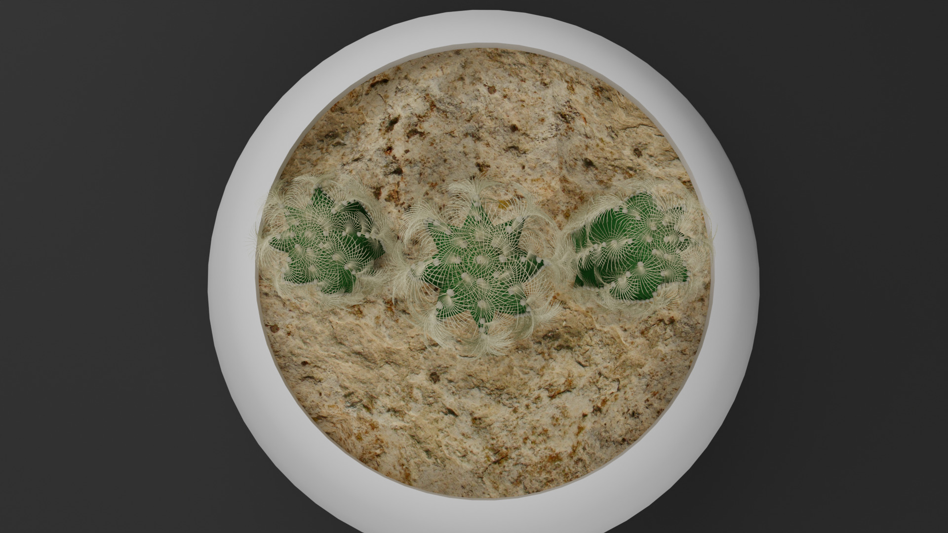 Cactus Mammillaria Elongata 3D model_9