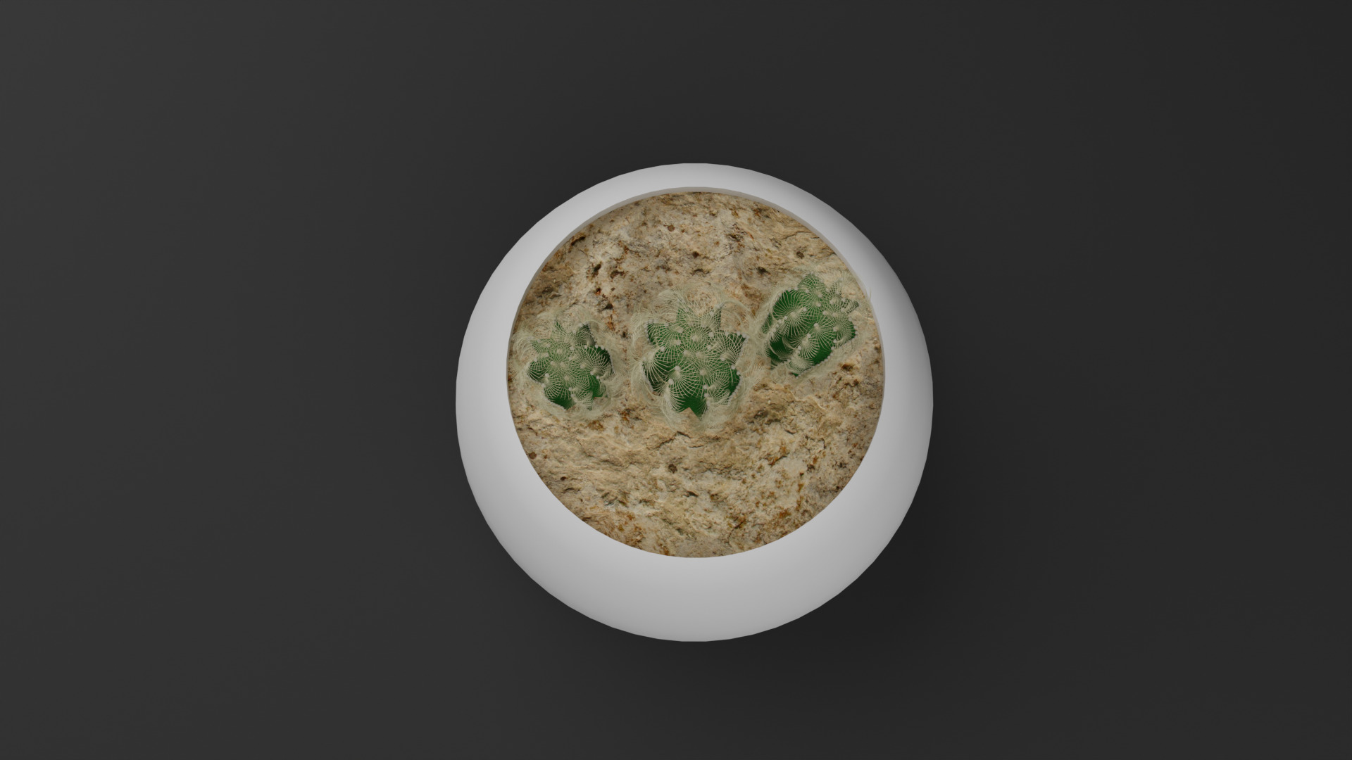 Cactus Mammillaria Elongata 3D model_8