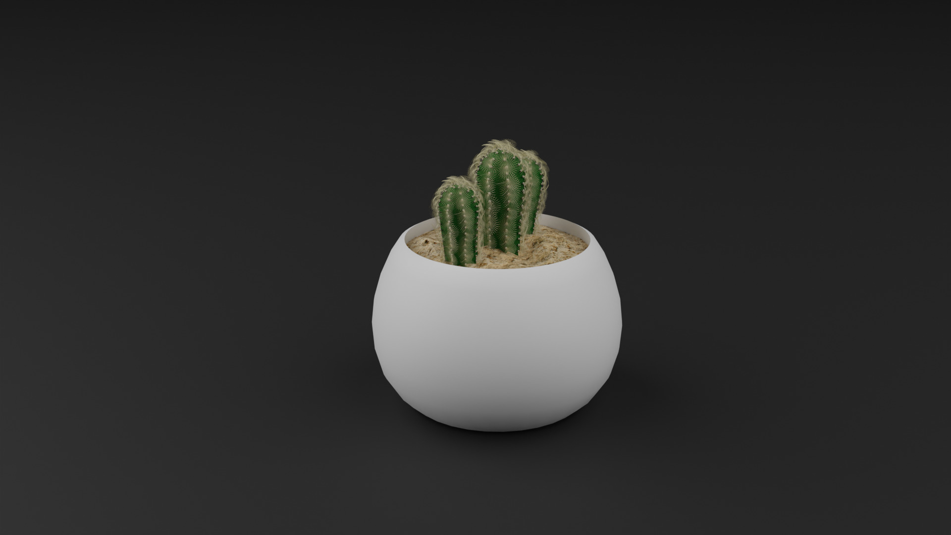 Cactus Mammillaria Elongata 3D model_5