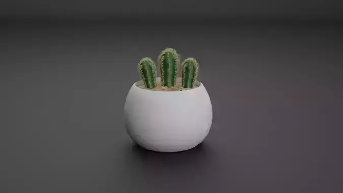 Cactus Mammillaria Elongata 3D model