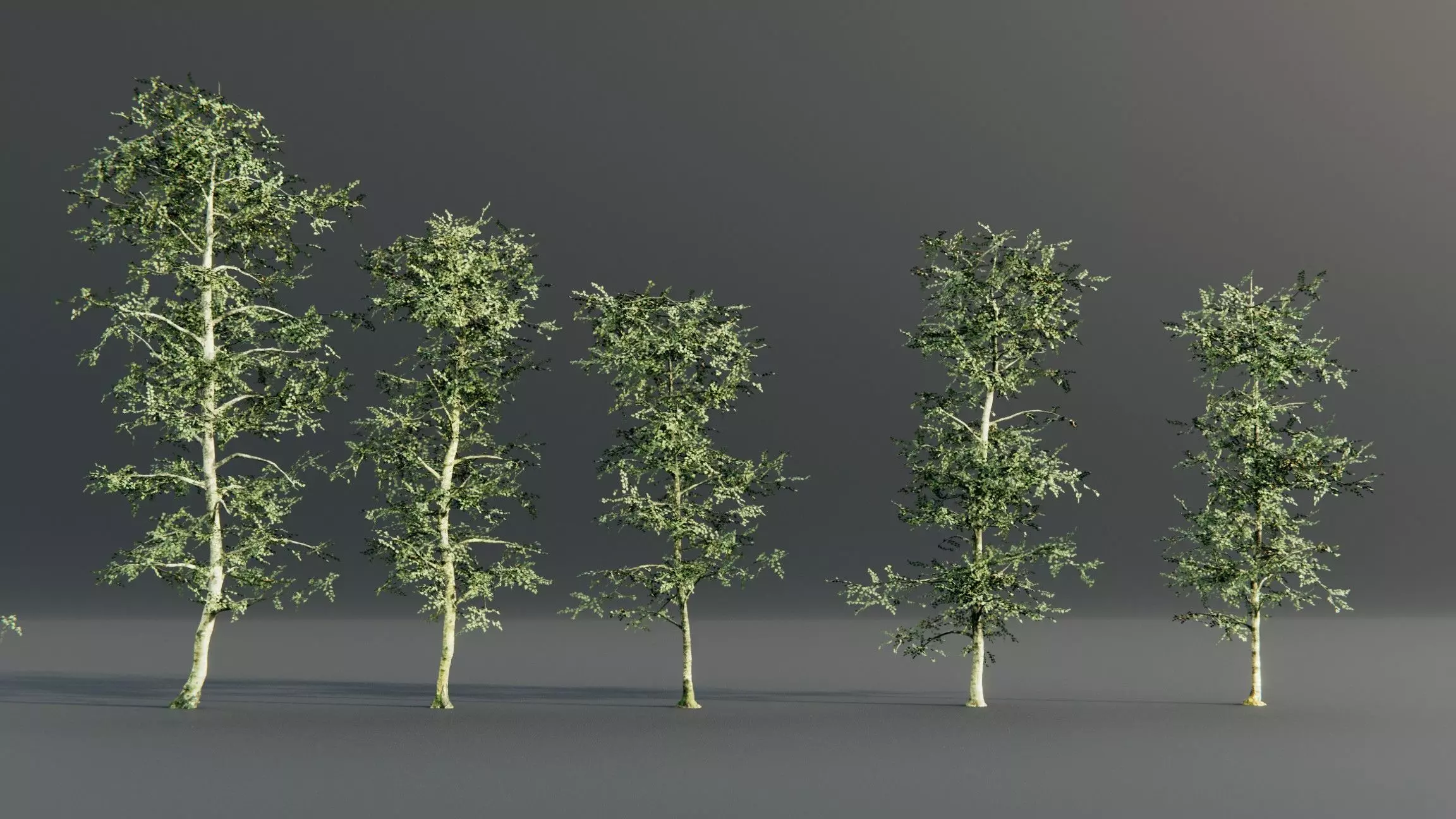birch trees 3D model