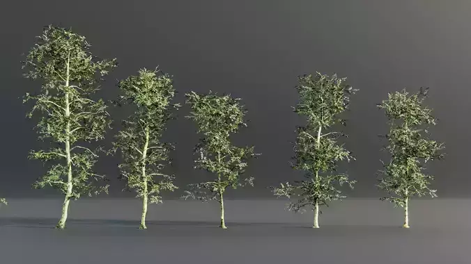 birch trees 3D model