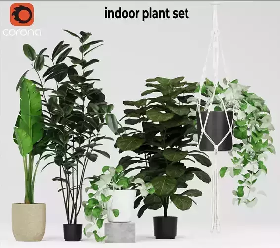indoor plant set 3D model