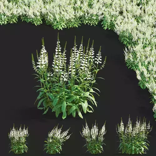 Physostegia virginiana flower 3D model