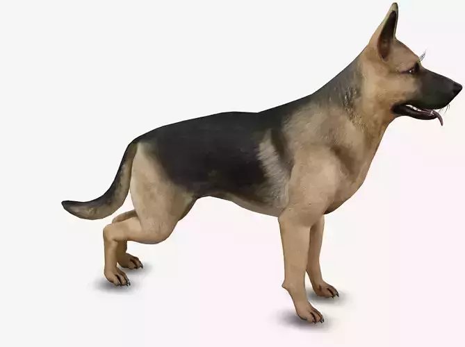 dog German Shepherd