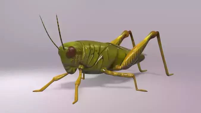Grasshopper Asset Low-poly 3D model
