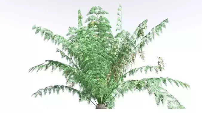 EVERYPlant King Fern LowPoly 2 --14 Models-- Low-poly 3D model