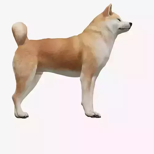 dog akita
