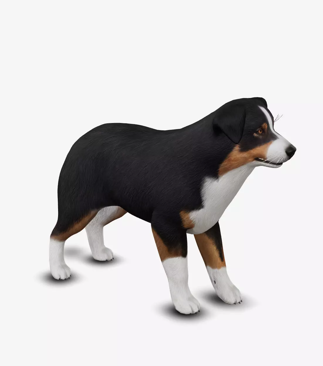 dog AustralianShepherd Low-poly 3D model_0