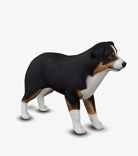 dog AustralianShepherd Low-poly 3D model