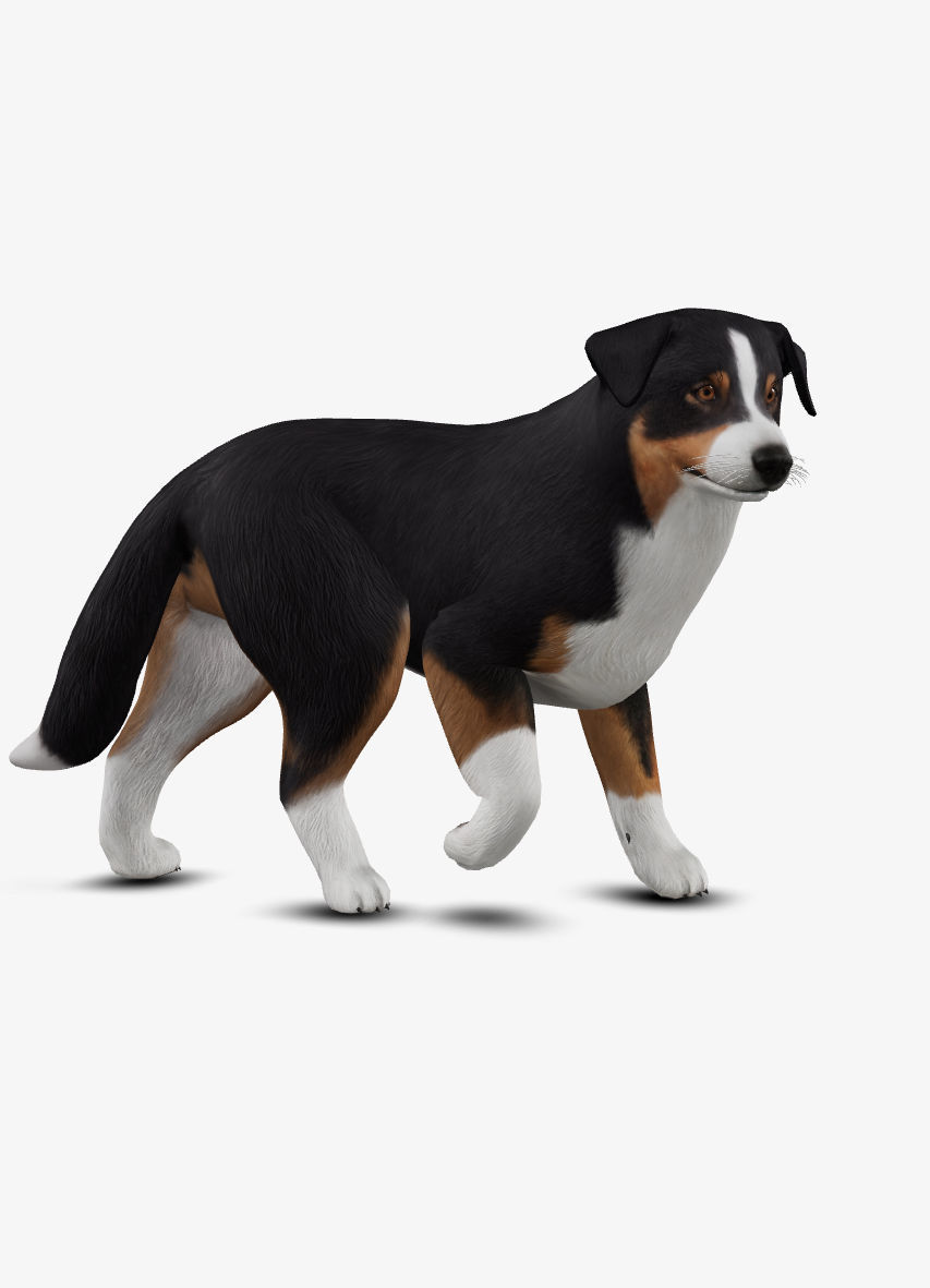 dog AustralianShepherd Low-poly 3D model_1