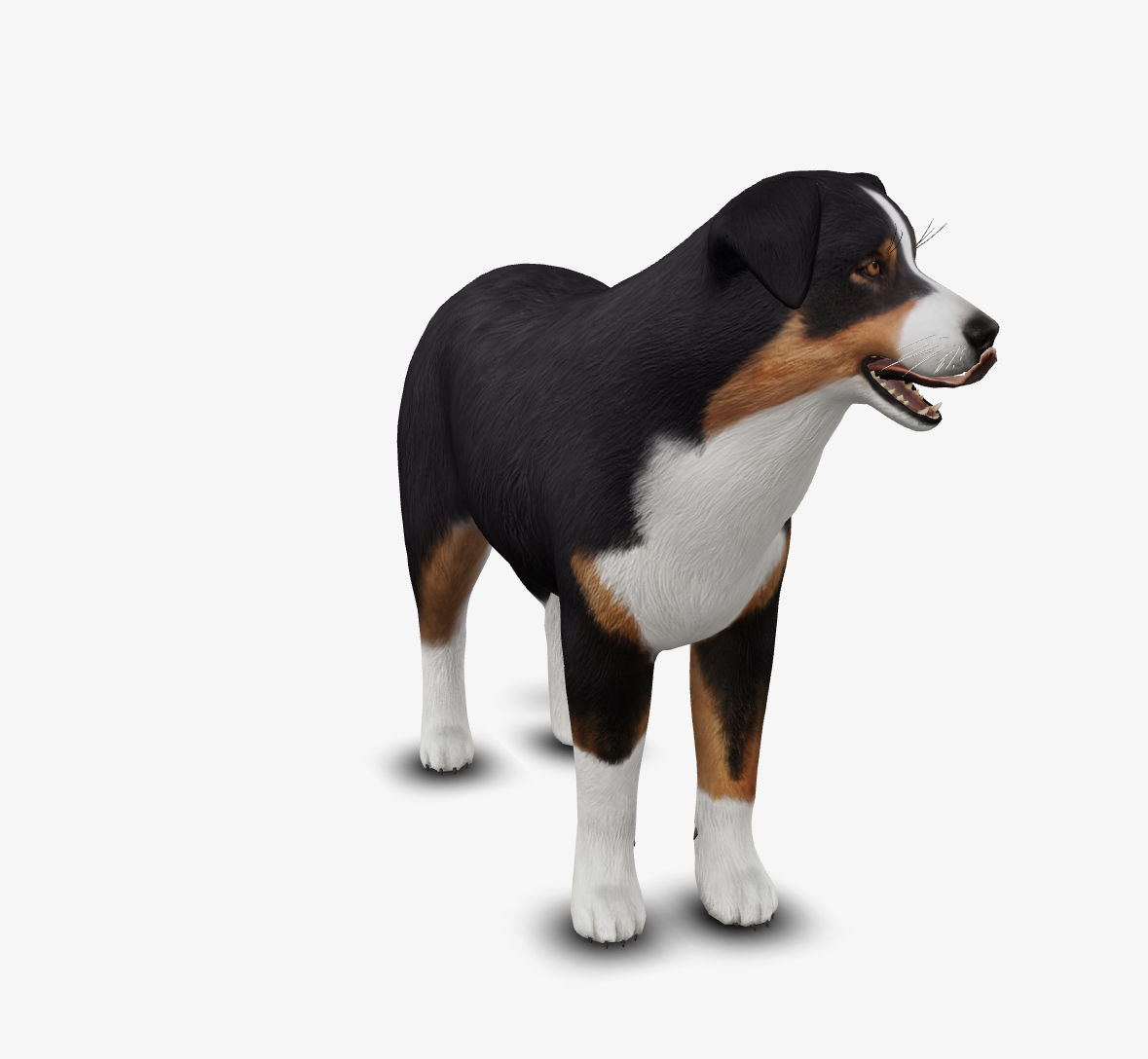 dog AustralianShepherd Low-poly 3D model_5