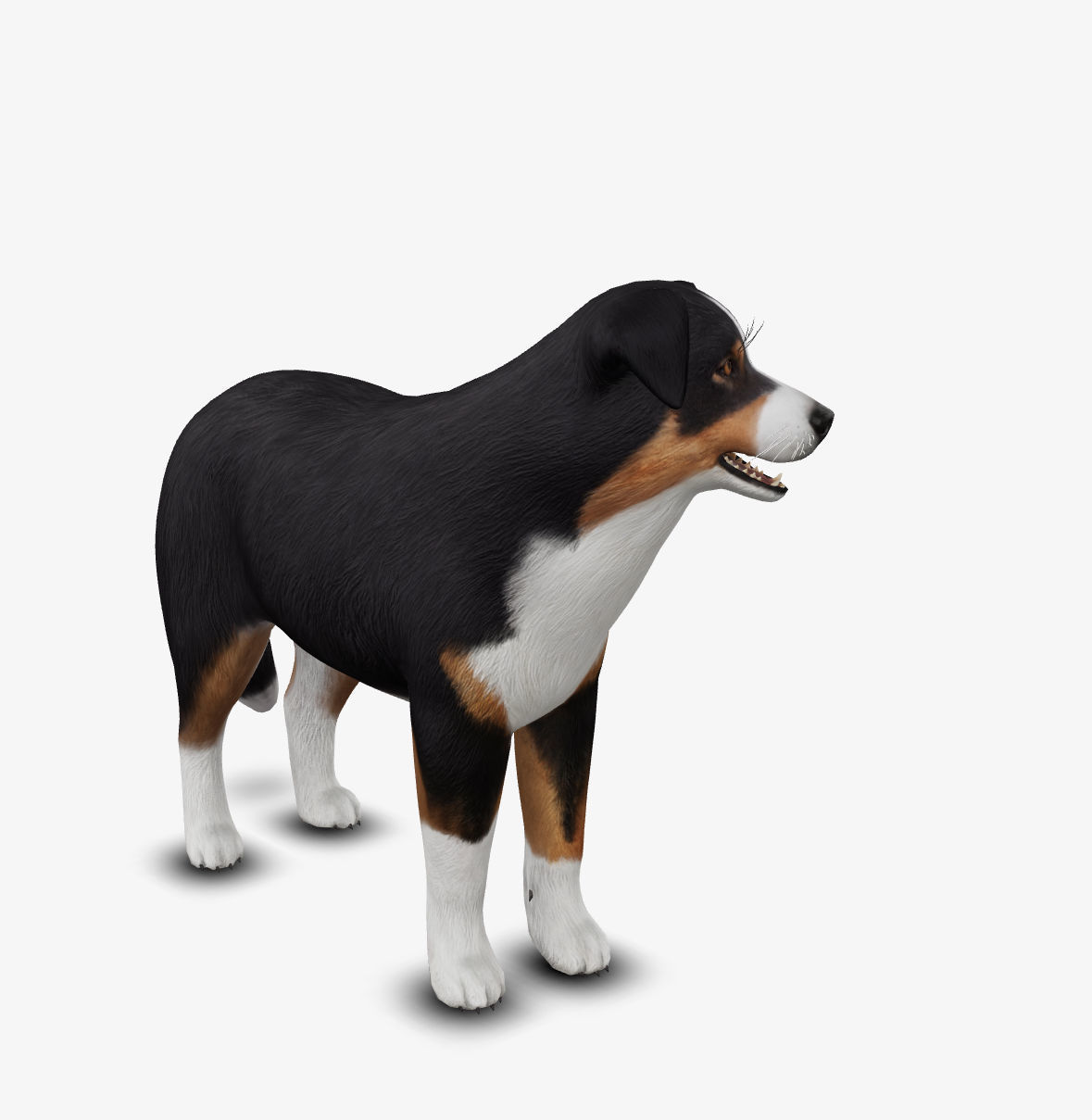 dog AustralianShepherd Low-poly 3D model_7