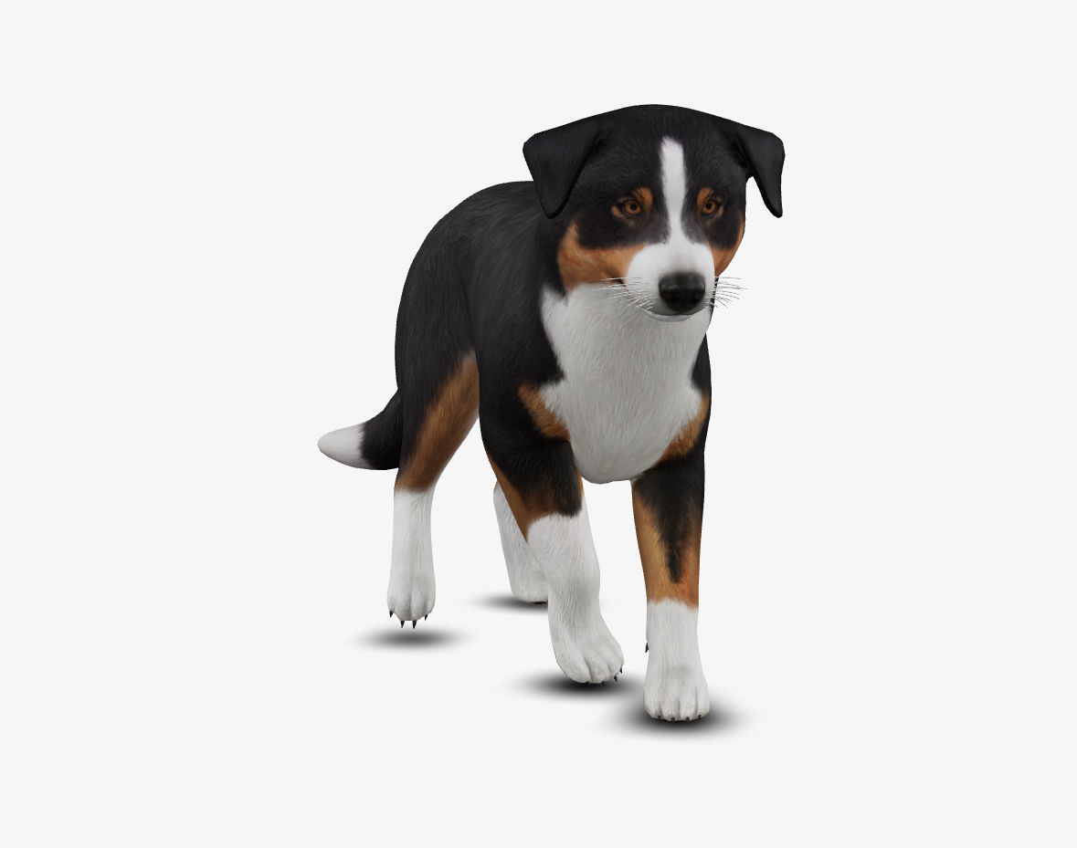 dog AustralianShepherd Low-poly 3D model_6