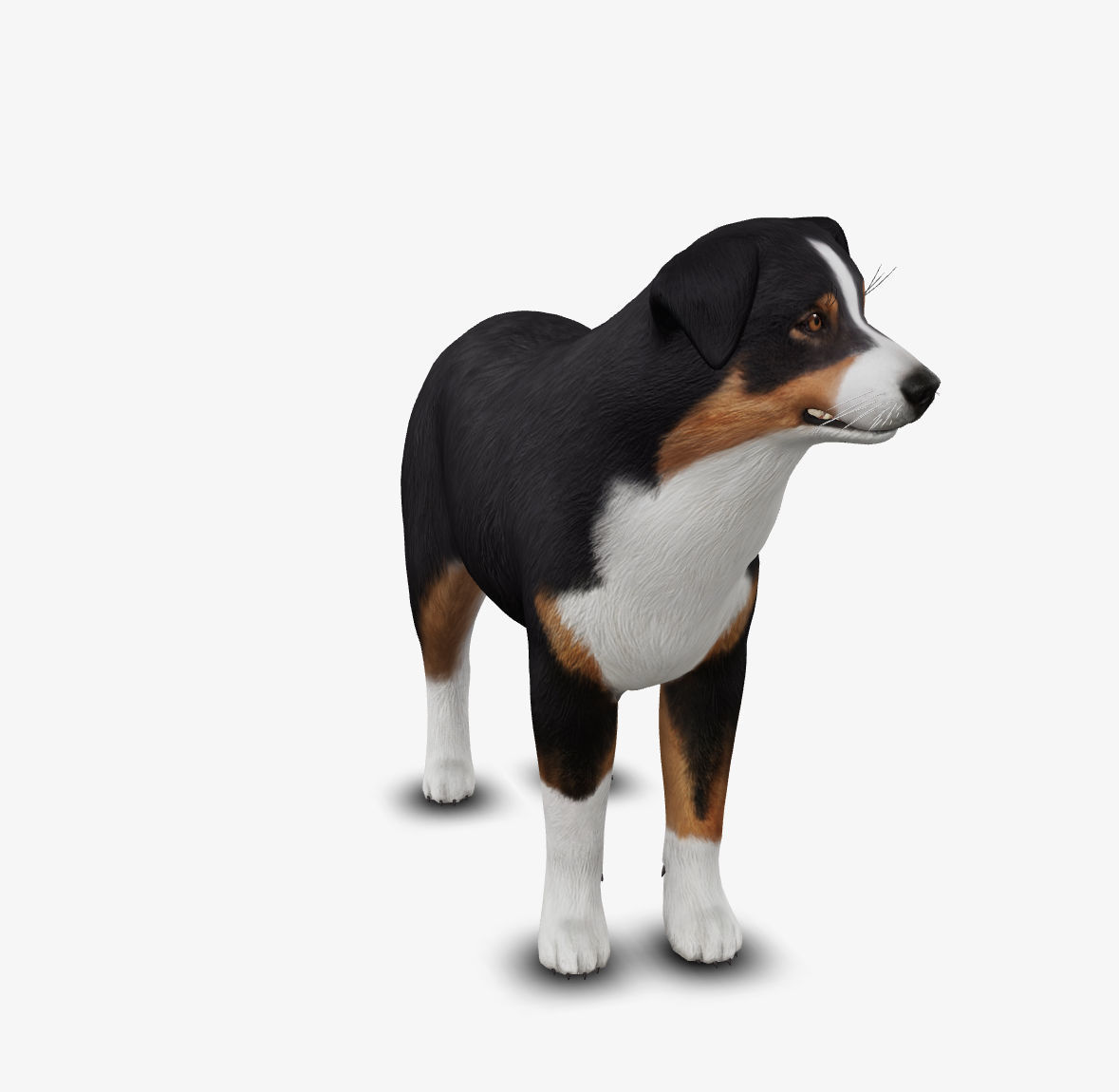 dog AustralianShepherd Low-poly 3D model_4