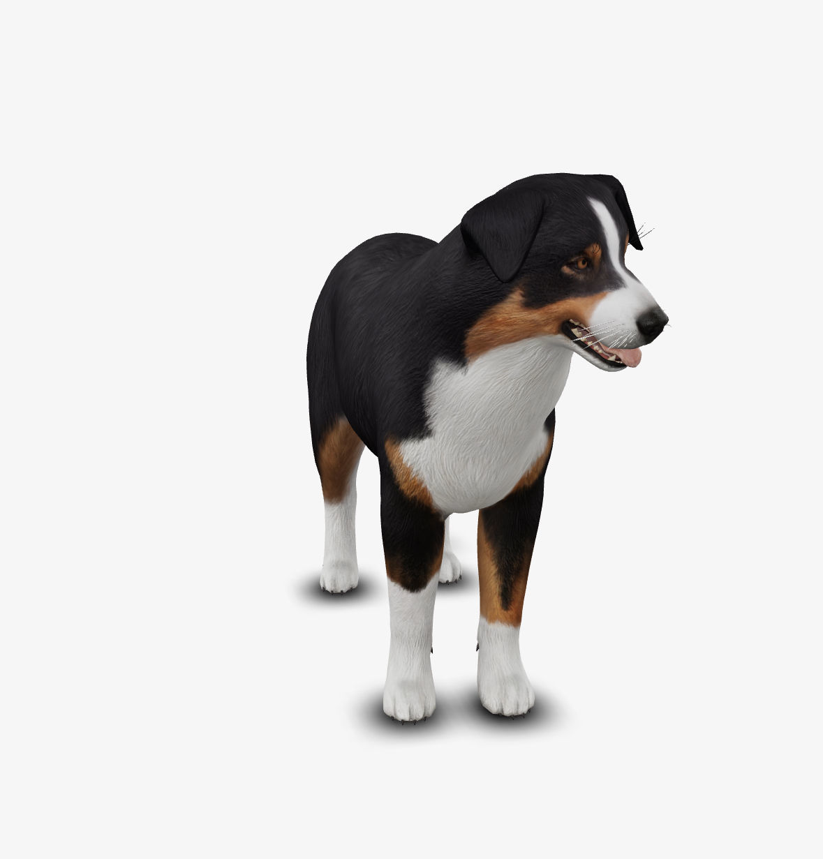 dog AustralianShepherd Low-poly 3D model_3