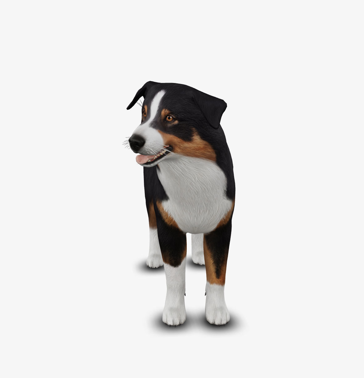 dog AustralianShepherd Low-poly 3D model_2
