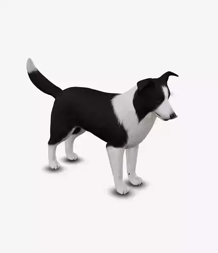 dog border collie Low-poly 3D model