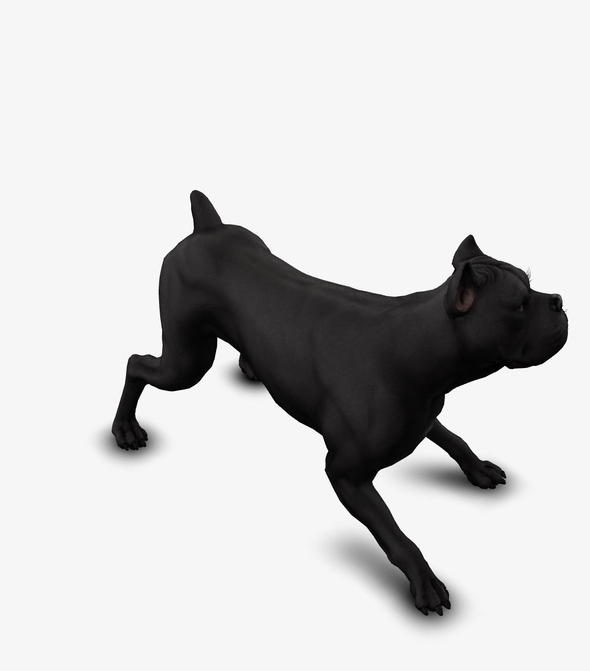 dog canne corso Low-poly 3D model_8