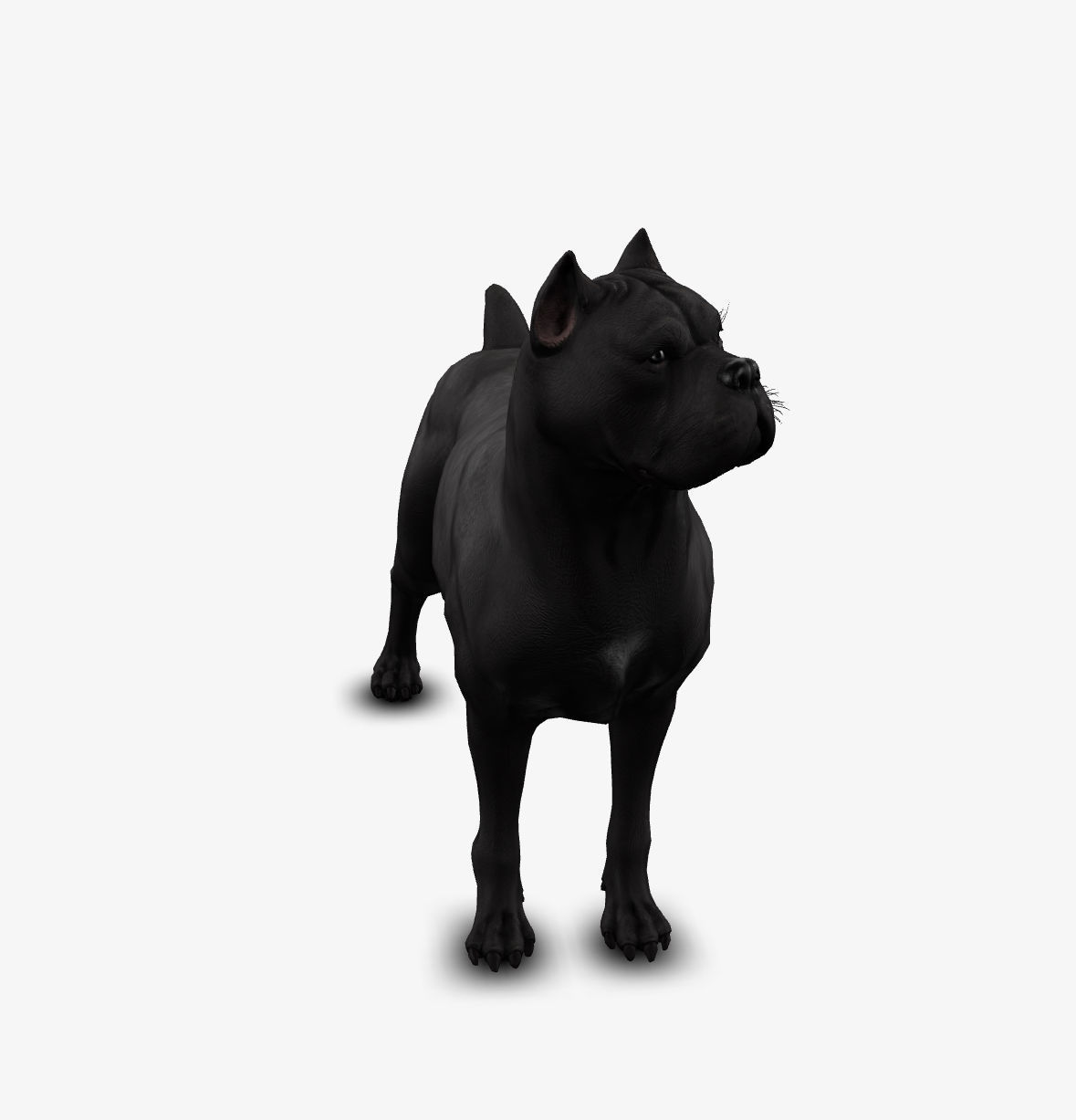 dog canne corso Low-poly 3D model_4