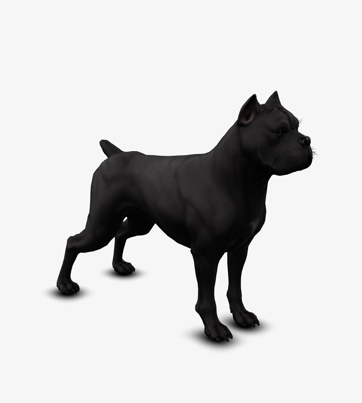 dog canne corso Low-poly 3D model_1