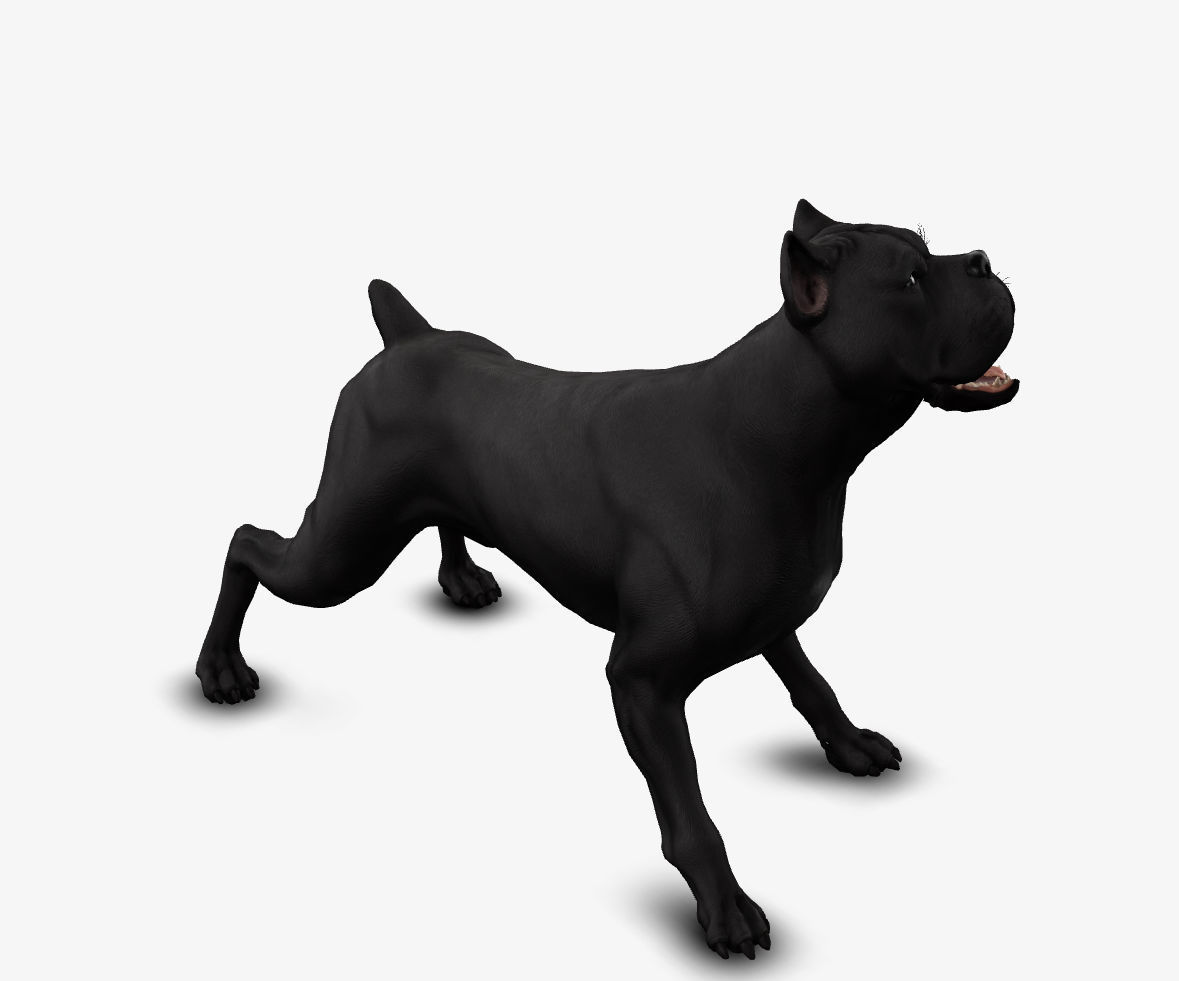 dog canne corso Low-poly 3D model_9
