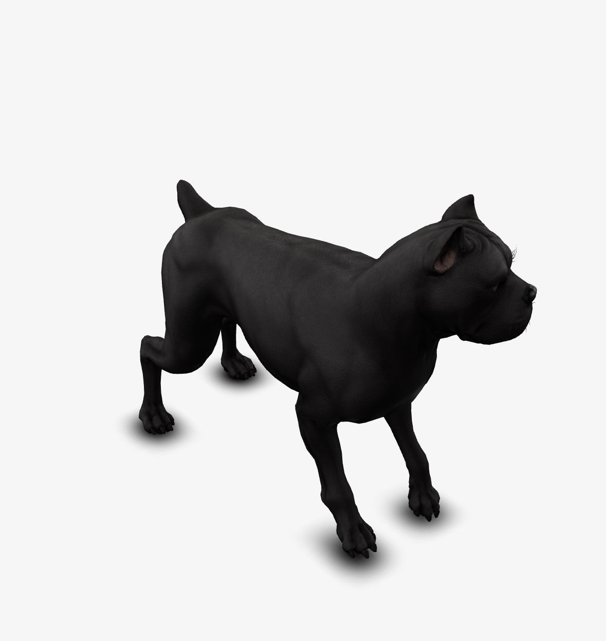 dog canne corso Low-poly 3D model_7