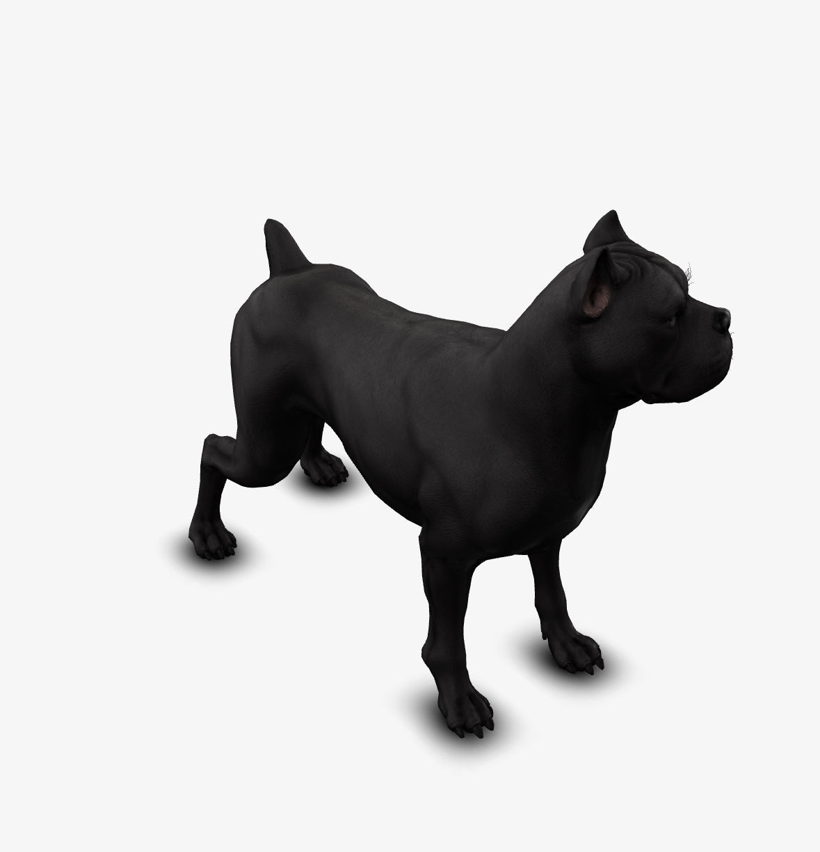 dog canne corso Low-poly 3D model_5