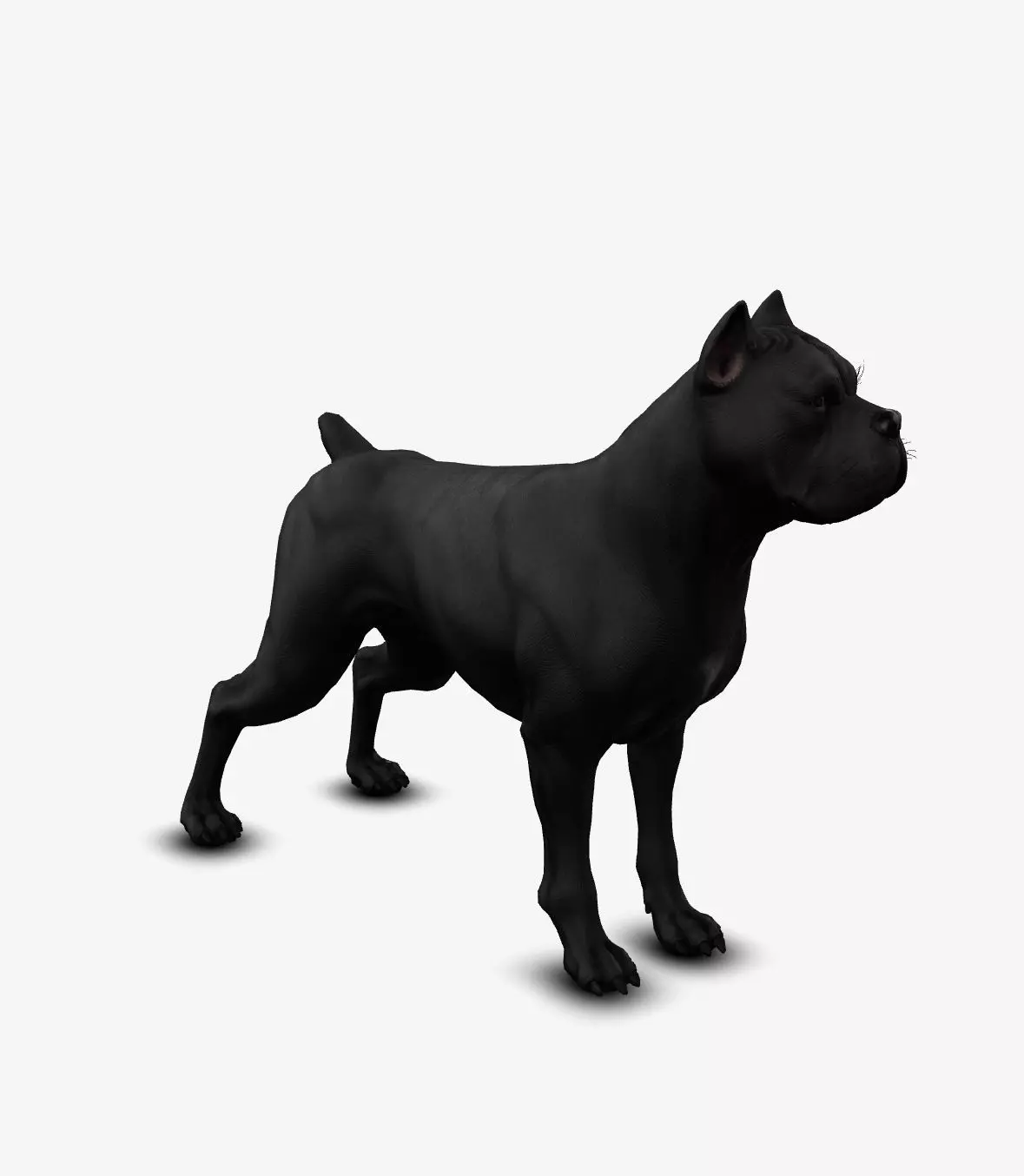 dog canne corso Low-poly 3D model_0