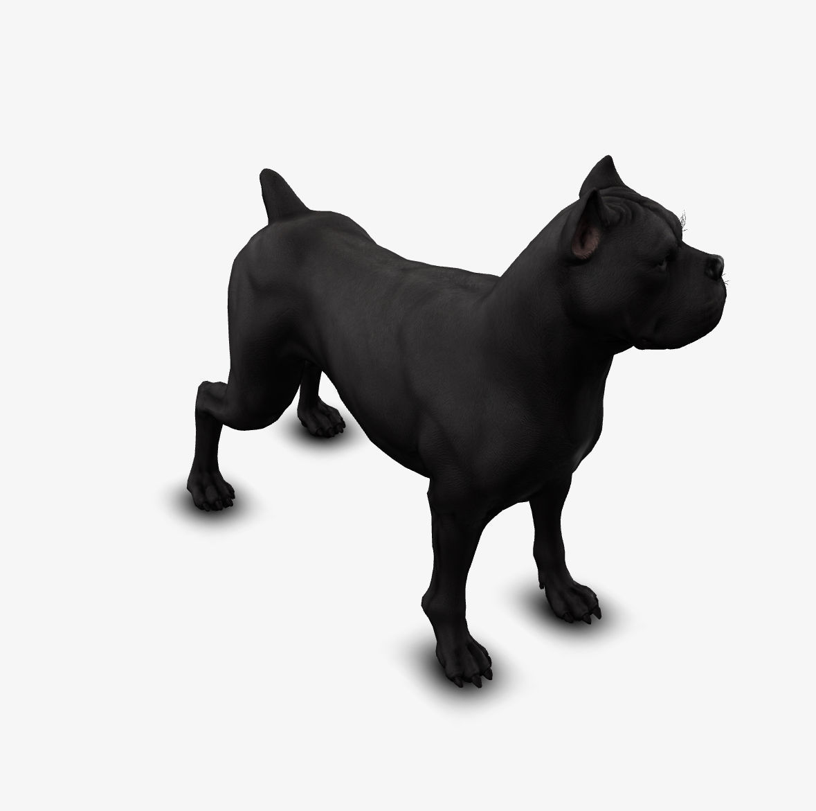 dog canne corso Low-poly 3D model_6