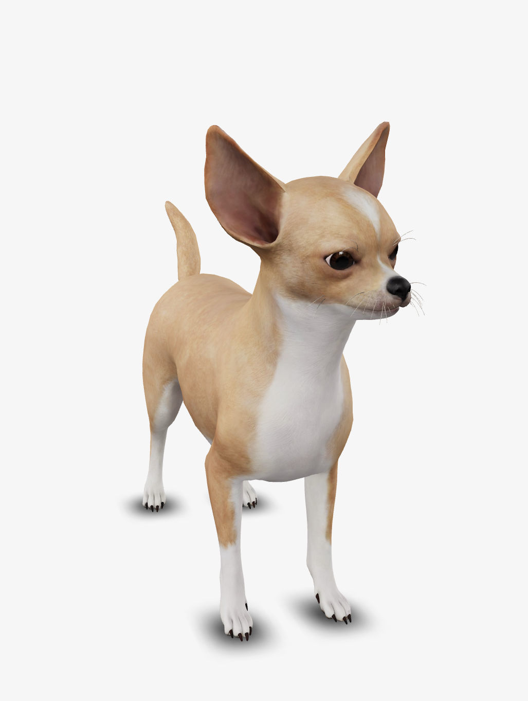 dog chihuahua Low-poly 3D model_2