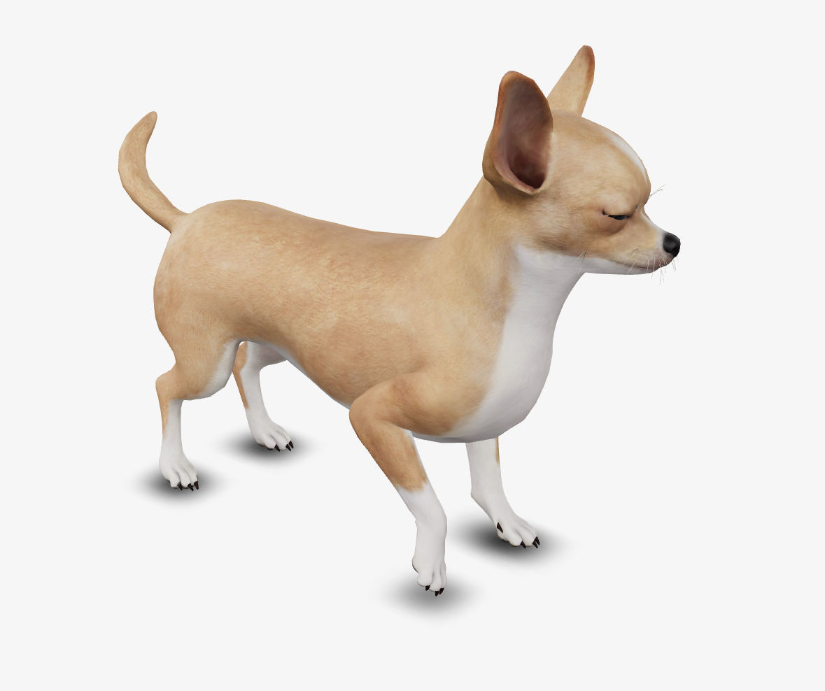 dog chihuahua Low-poly 3D model_7