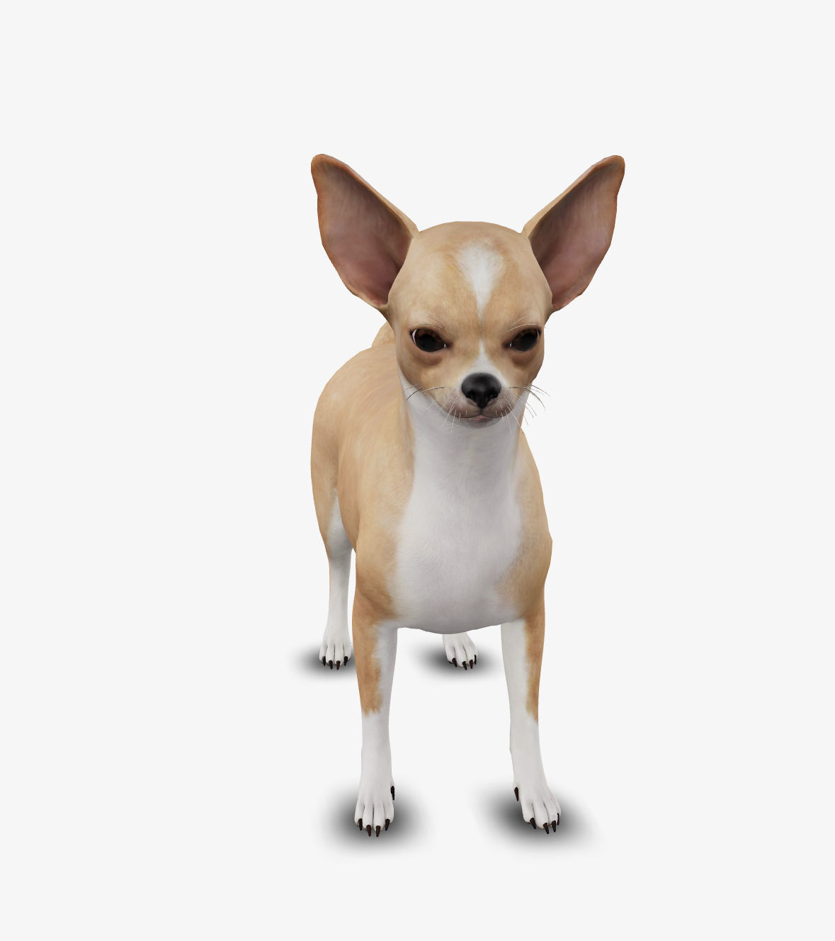 dog chihuahua Low-poly 3D model_1