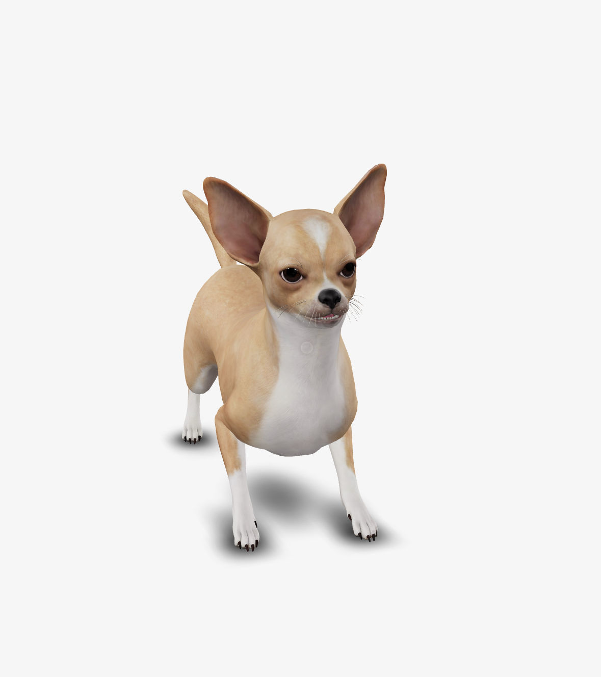 dog chihuahua Low-poly 3D model_3