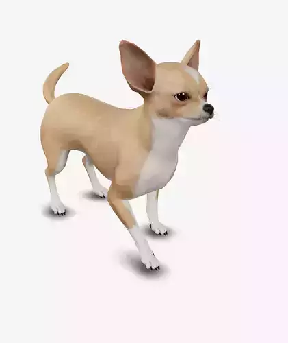 dog chihuahua