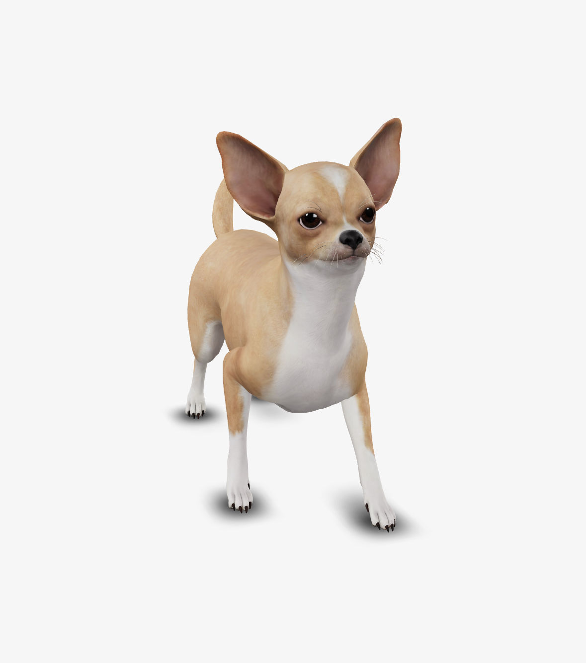 dog chihuahua Low-poly 3D model_4