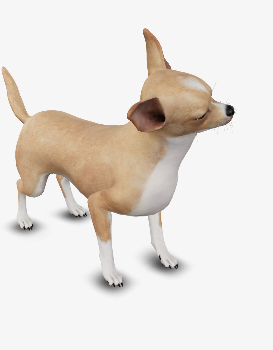 dog chihuahua Low-poly 3D model_5