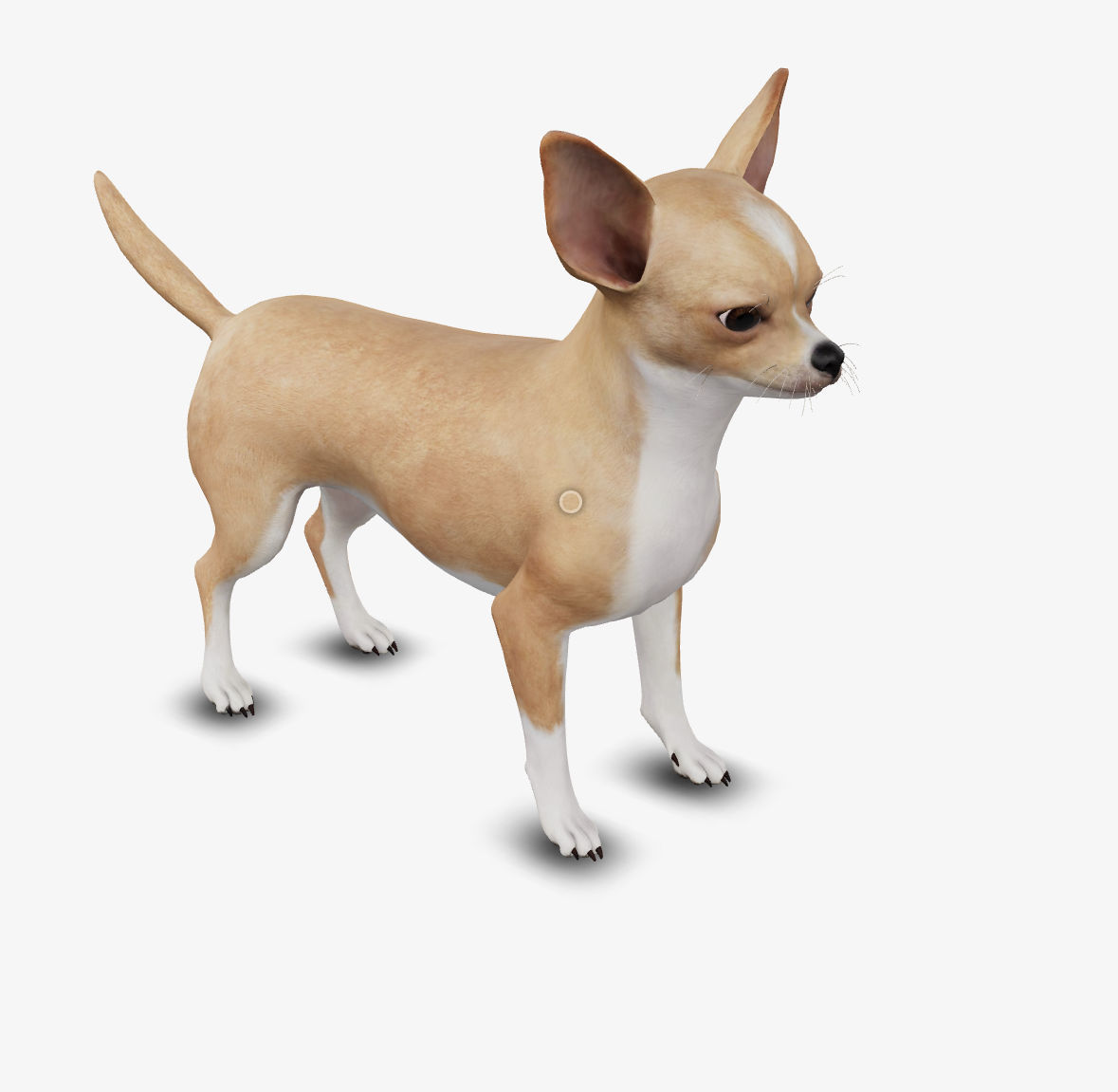 dog chihuahua Low-poly 3D model_6