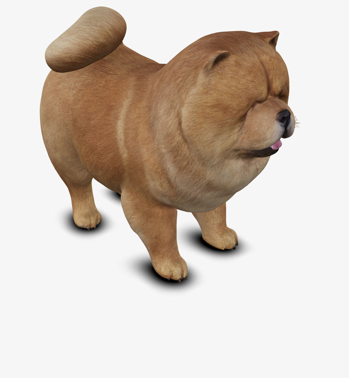 dog chow chow Low-poly 3D model_7