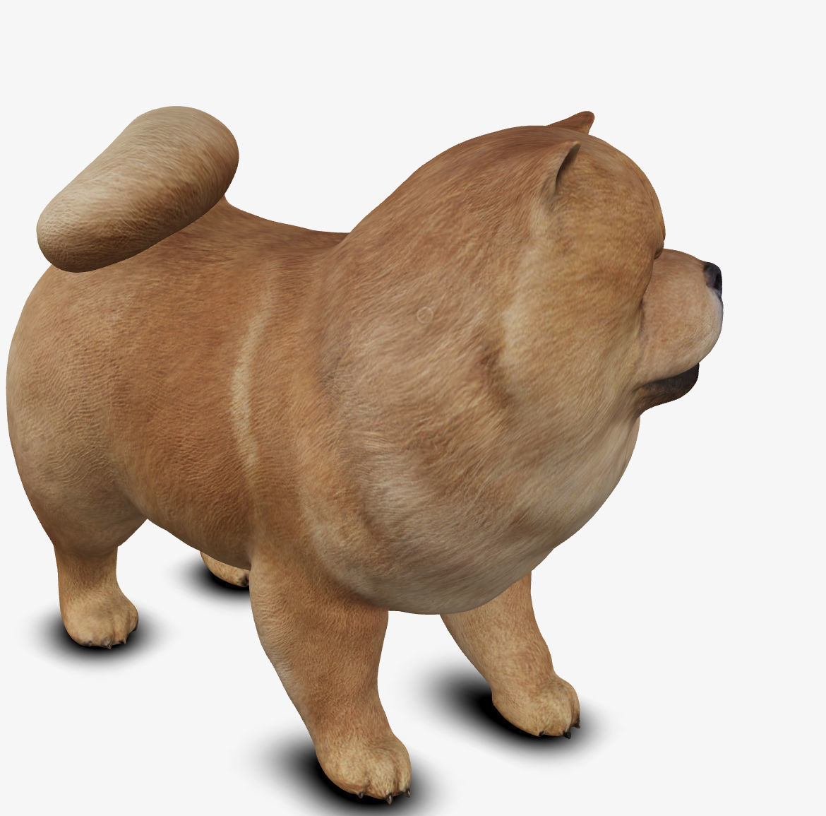 dog chow chow Low-poly 3D model_5