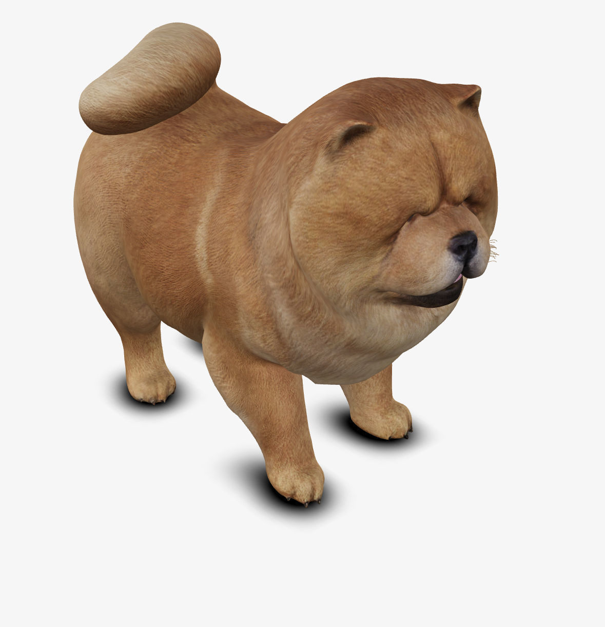 dog chow chow Low-poly 3D model_8