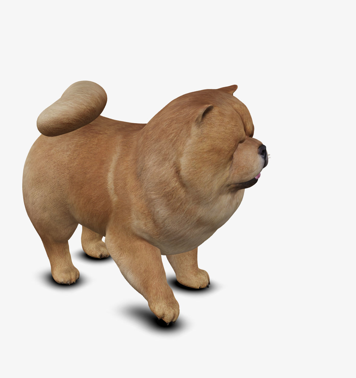 dog chow chow Low-poly 3D model_2