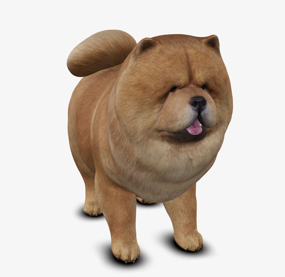 dog chow chow Low-poly 3D model_3