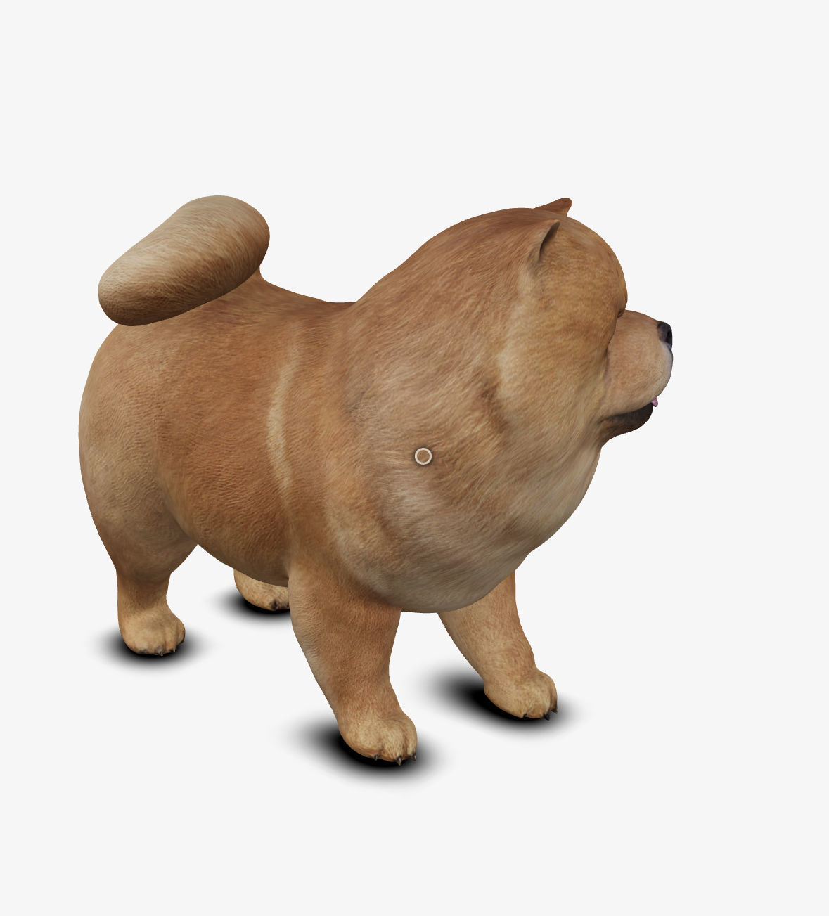 dog chow chow Low-poly 3D model_6