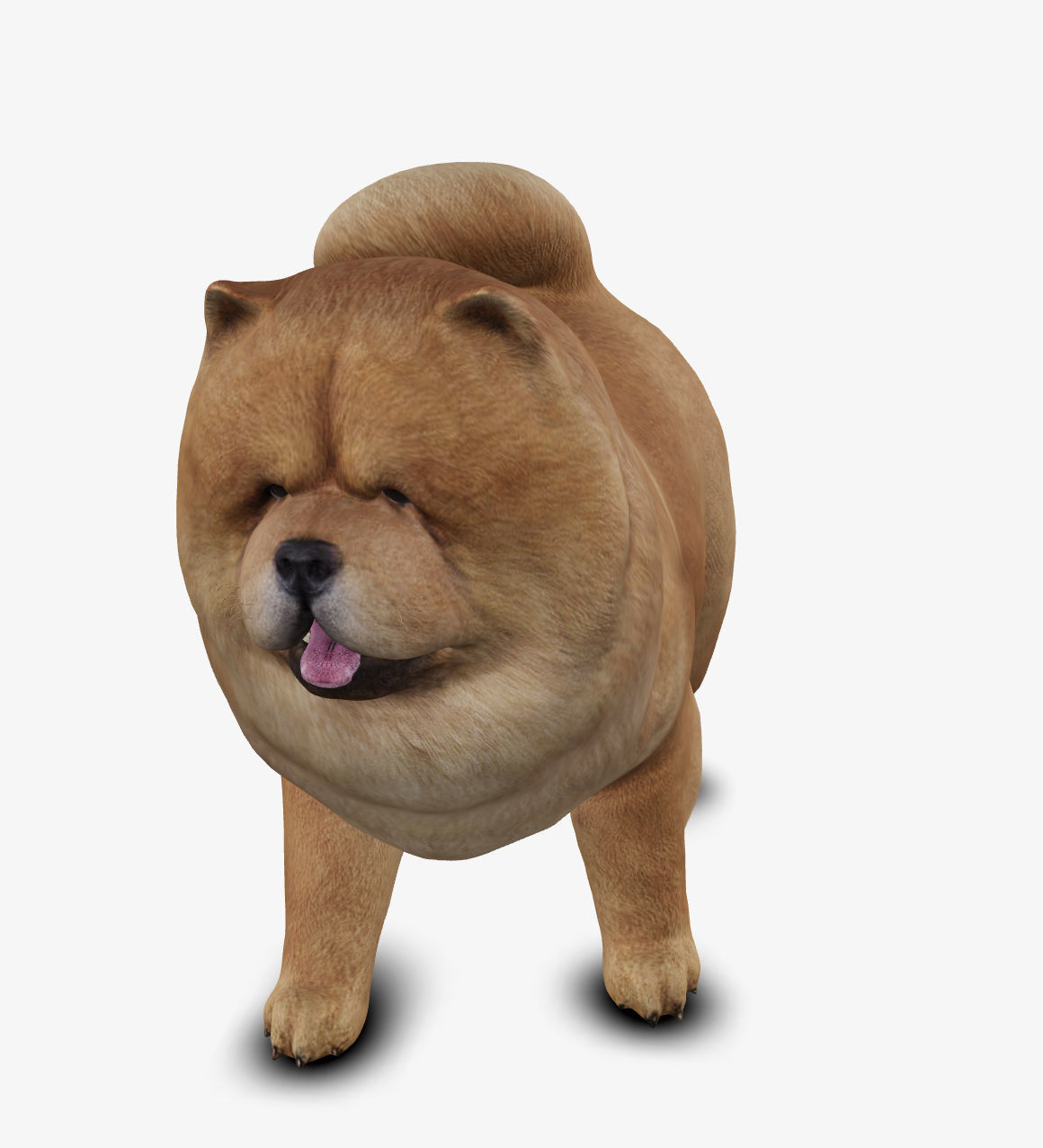 dog chow chow Low-poly 3D model_4