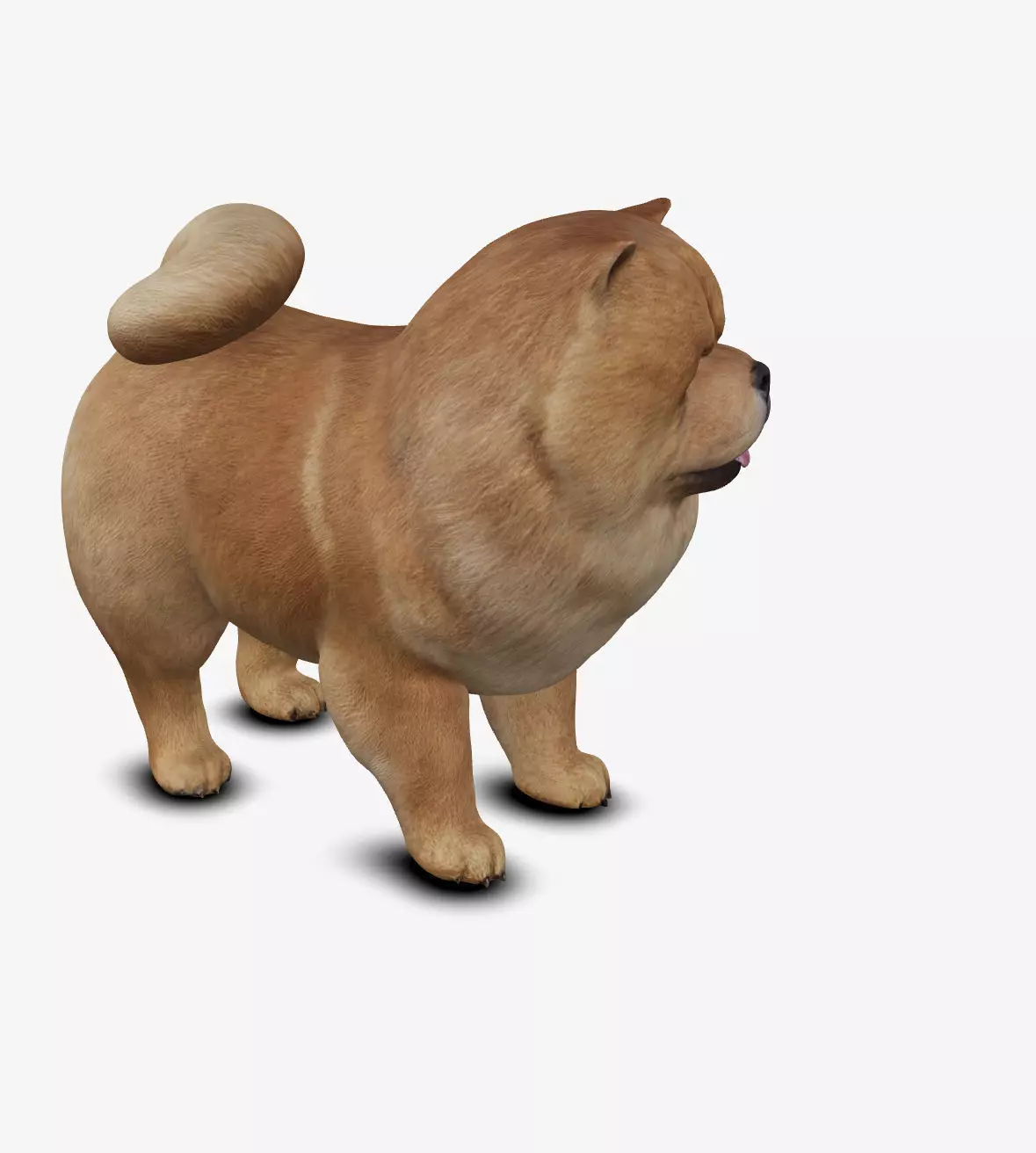 dog chow chow Low-poly 3D model_0